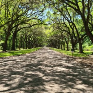 Wormsloe Historic Site Savannah, Georgia