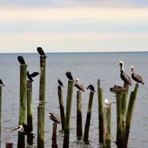 The Council of Pilings - Cedar Key, Florida