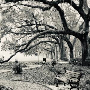 The Bench at Forsyth - Forsyth Park, Savannah, Georgia