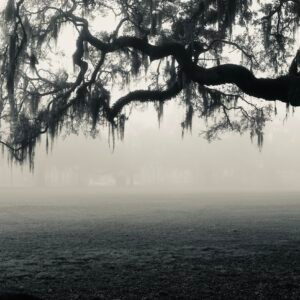 The Reach - Forsyth Park, Savannah, Georgia