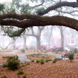 Under the Oak - Forsyth Park, Savannah, Georgia