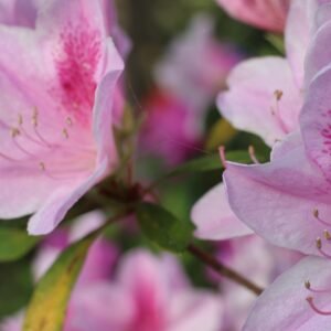 Azalea, Forsyth Park - Forsyth Park, Savannah, Georgia