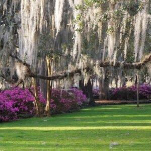 Moss - Savannah, Georgia