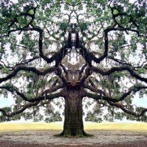 Alien Tree - Savannah, Georgia