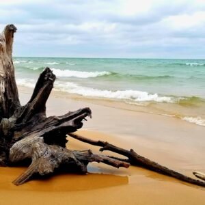 Driftwood on Lake Michigan