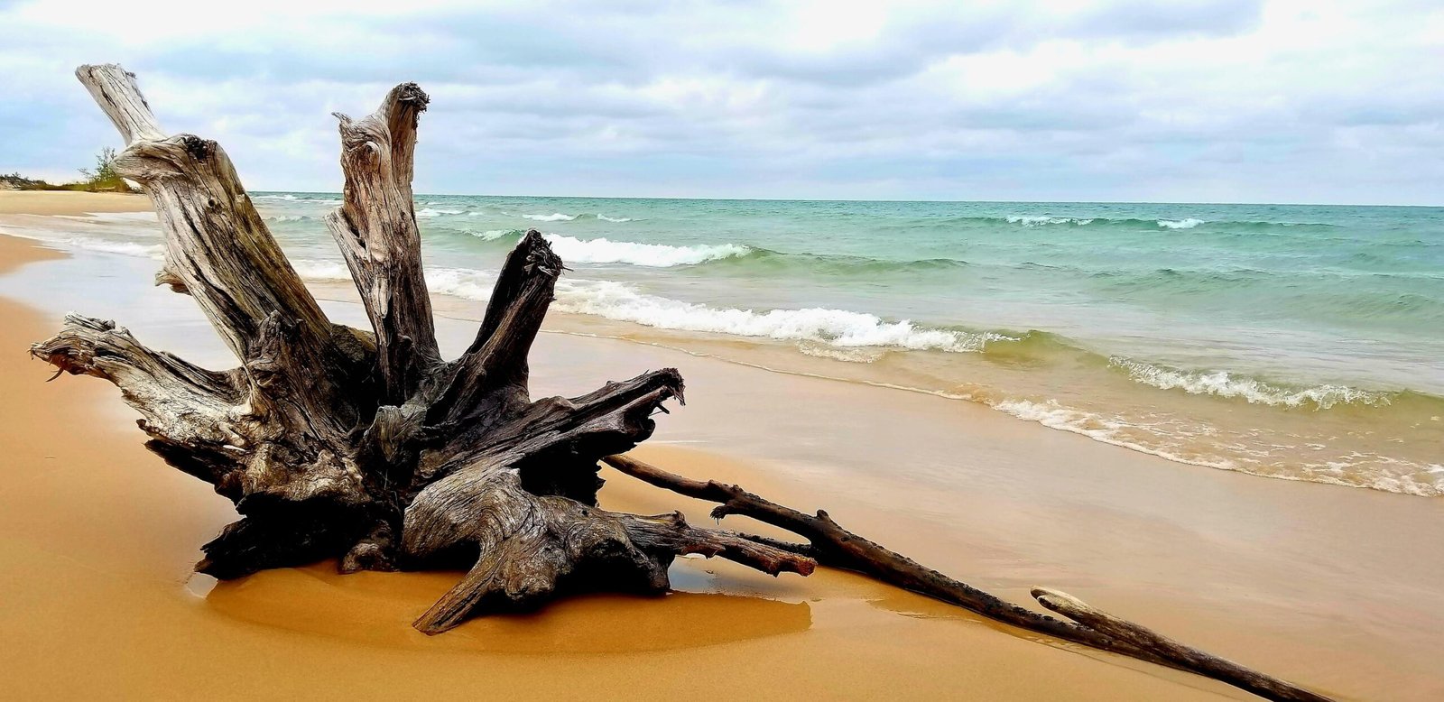 Driftwood on Lake Michigan