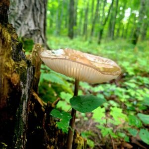 Rainy Day Mushroom