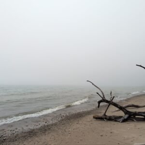 Fallen Beach Tree — South Haven, Michigan