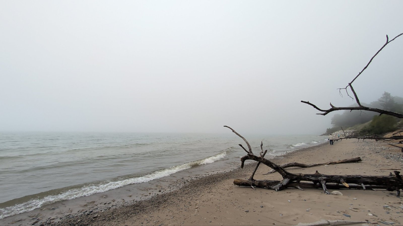 Fallen Beach Tree — South Haven, Michigan
