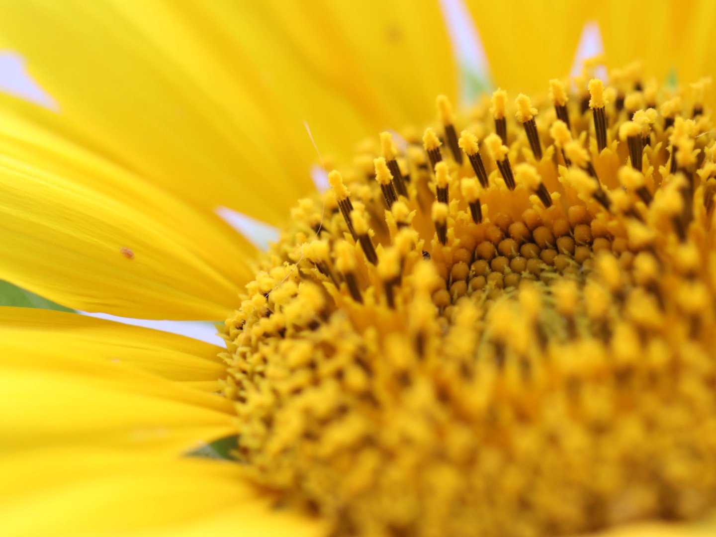 Sunflower, Macro