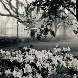 Forsyth Park, Mist