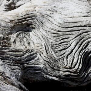 Driftwood Detail, Jekyll Island