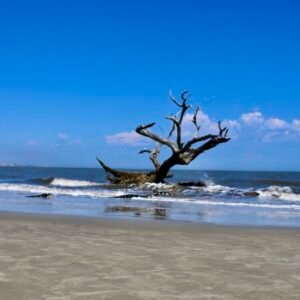 Driftwood, Jekyll Island