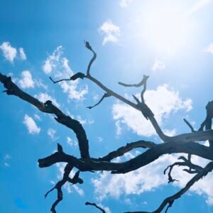 Reaching, Jekyll Island