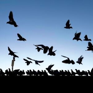 Birds, Tybee Pier