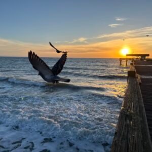 Wingspan, Tybee Pier