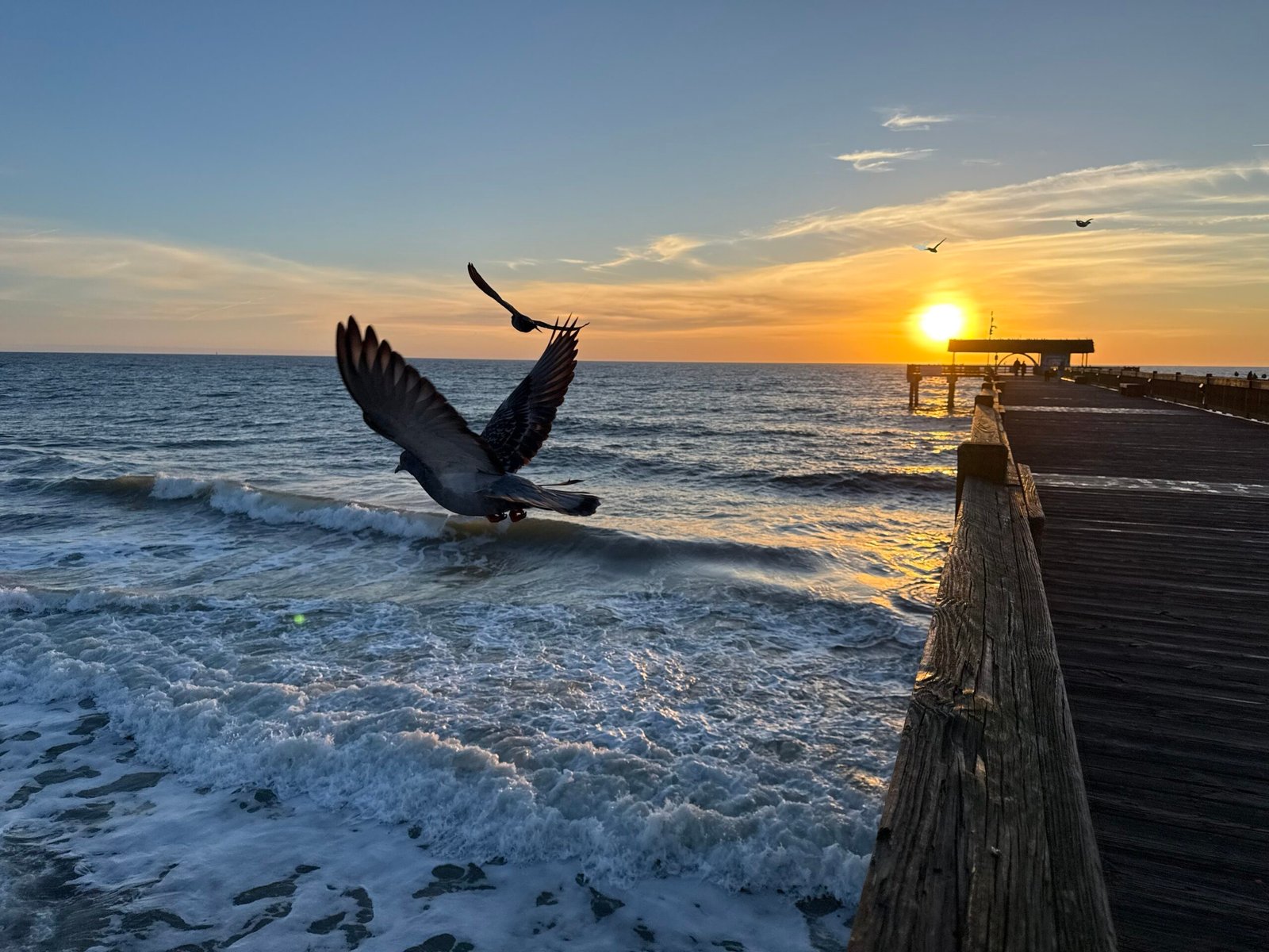 Wingspan, Tybee Pier
