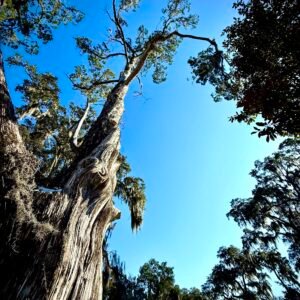 Cypress Spiral